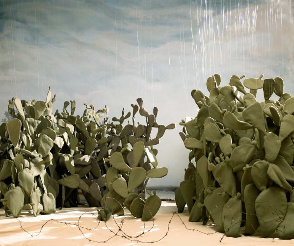 שירלי וגנר.שדה קקטוס